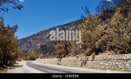 Vegetation and trees that turned to ash after the forest fire in Mugla, Datca (Muğla, �ٲ���ç��) in 2022. Forest destroyed by fire. Stock Photo