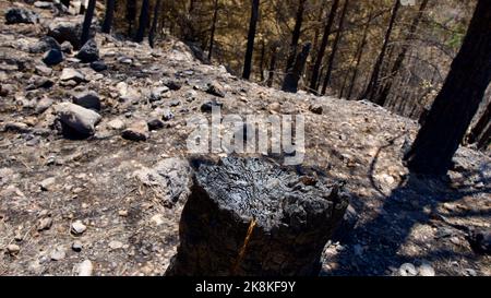 Vegetation and trees that turned to ash after the forest fire in Mugla, Datca (Muğla, Datça) in 2022. Forest destroyed by fire. Stock Photo