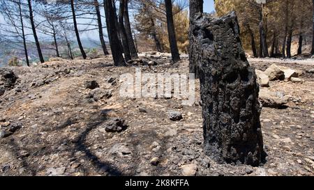 Vegetation and trees that turned to ash after the forest fire in Mugla, Datca (Muğla, �ٲ���ç��) in 2022. Forest destroyed by fire. Stock Photo