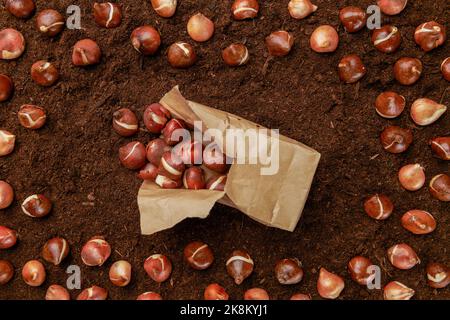 Tulip bulbs planting background. Fall tulips planting and gardening flat lay still life concept. Tulip bulbs in a paper bag on soil background. Stock Photo