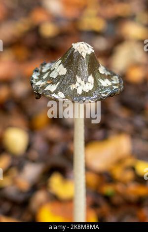 Magpie inkcap fungus, Coprinopsis picacea, growind in woodland among fallen autumn leaves in West Sussex, England, UK, during October