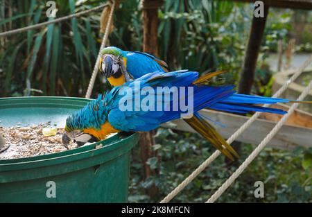 Two colorful blue parrot macaw eating food in the big bowl Stock Photo