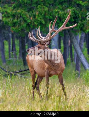 Elk bull male bugling in the field with a blur forest background in its environment and habitat surrounding, displaying antlers and brown coat fur. Stock Photo
