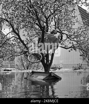 Lillestrøm 19670605 Flood put large parts of Lillestrøm underwater. More than 15,000 people were injured after the flood. Here, a homeowner has saved the bike and garden furniture in a tree in the garden. The shed where the cases should have been stored is long underwater. Photo: NTB / NTB Stock Photo