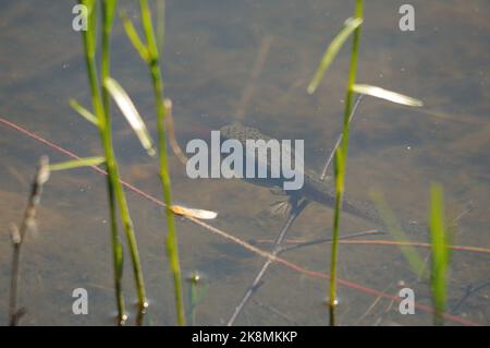 Frog Tadpole swimming in a pond with blur water displaying long tail, legs in its environment and habitat surrounding. Stock Photo