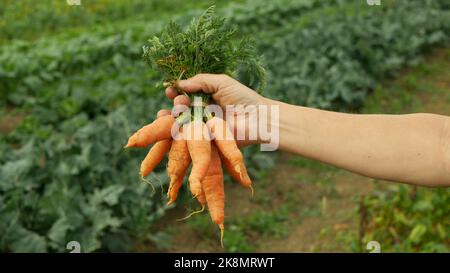 Carrot Daucus carota field harvest farm bio detail bunch hand root sativus harvesting close-up leaves leaf vegetables closeup soil farming, organic Stock Photo