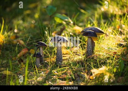 Brown birch bolete in the grass. Edible mushroom. Stock Photo
