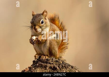 2(Ottawa, Canada---23 October 2022) Squirrel in the Kintair Mill woods. Copyright 2022 Sean Burges / Mundo Sport Images. Stock Photo