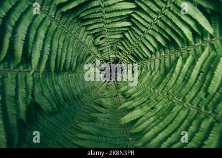 Green fern leaves, Tracheophyta rounded symmetrically Stock Photo
