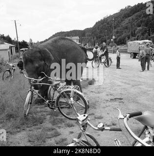 Sørlandet, sommeren 1962. Da elefantene kom til Evje: fire døgns slit for åtte minutters opptreden. Sirkus Arnardo er på turne på Sørlandet med fem to-tonns elefanter. Det byr på problemer. De sto i jernbanevogner i ett døgn på Marnardal stasjon fordi det ikke fantes biler som kunne ta dem videre. Dagen etter reiste de videre til Grovane stasjon hvor de skulle lastes om til den smalsporede Setesdalsbanen til Evje. Det var mislykket, og først etter fire døgn kom elefantene til Evje pr trailere, der forestillingen allerede var i gang.   Under en av omlastingene lot en av elefantene litt frustras Stock Photo