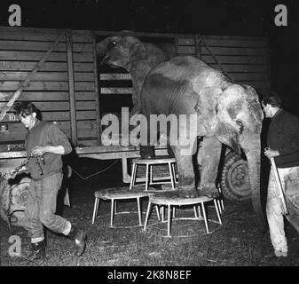 Sørlandet, sommeren 1962. Da elefantene kom til Evje: fire døgns slit for åtte minutters opptreden. Sirkus Arnardo er på turne på Sørlandet med fem to-tonns elefanter. Det byr på problemer. De sto i jernbanevogner i ett døgn på Marnardal stasjon fordi det ikke fantes biler som kunne ta dem videre. Dagen etter reiste de videre til Grovane stasjon hvor de skulle lastes om til den smalsporede Setesdalsbanen til Evje. Det var mislykket, og først etter fire døgn kom elefantene til Evje pr trailere. (Bildet) , Klokken var 23.30 og siste  forestilling var over, men sirkusdirektør Arnardo holdt publik Stock Photo