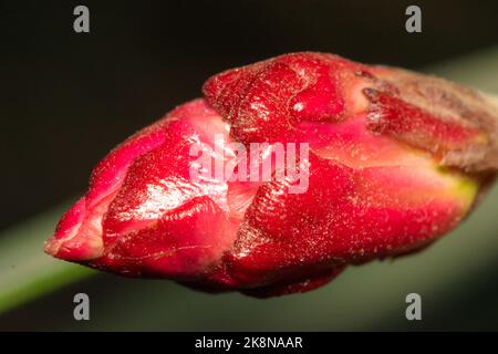 Macro image of a beautiful oleander bud with black background. Red Oleander bud on blurred background. Stock Photo