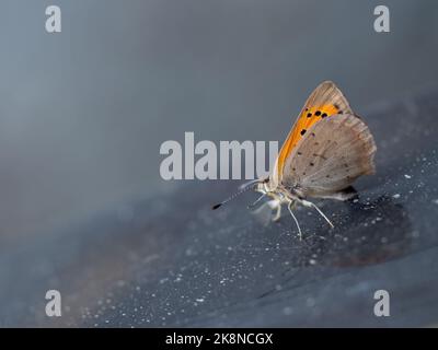 Small copper aka Lycaena phlaeas butterfly, dozy in late October, warms itself on a car bonnet. Devon, UK Stock Photo