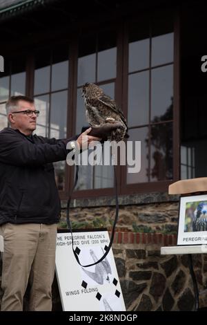 Wingmasters: The World of Owls demonstration Stock Photo