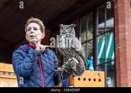 Wingmasters: The World of Owls demonstration Stock Photo