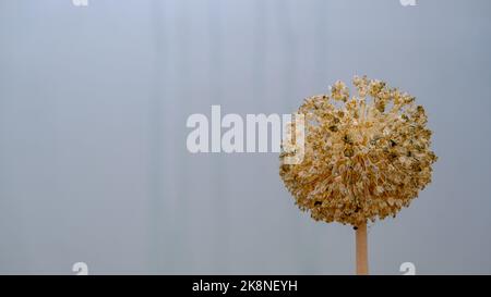 Dried faded Allium giganteum flower macro on light background. Close-up of flower, small details. Stock Photo