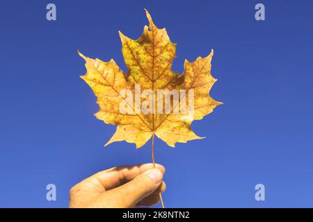 Maple leaves in fall Stock Photo