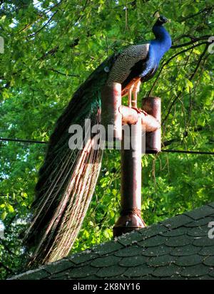 A peacock standing on a rusty chimney on the roof with a background of trees Stock Photo