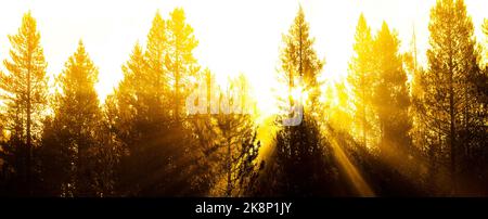 Sunbeams sunrays streaming through pine trees in forest with misty fog morning warmth Stock Photo