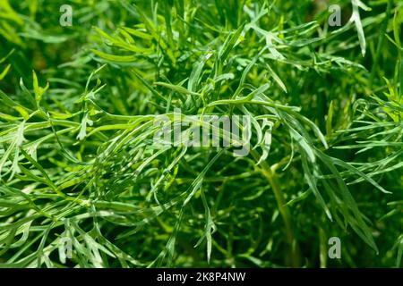 Close-up view of fresh green dill leaves (Anethum graveolens) - an annual aromatic culinary herb.  Also called dill weed and dillweed. Stock Photo