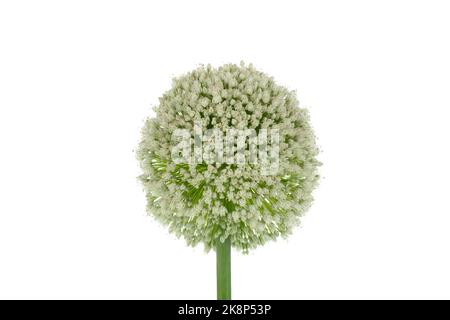 Close up view of a leek flower head, Allium ampeloprasum (Allium porrum) isolated on a white background Stock Photo