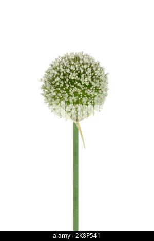 Close up view of a leek flower head, Allium ampeloprasum (Allium porrum) isolated on a white background Stock Photo