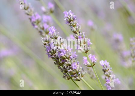 Close-up of purple Lavender flowers (Lavandula angustifolia, English lavender) Stock Photo