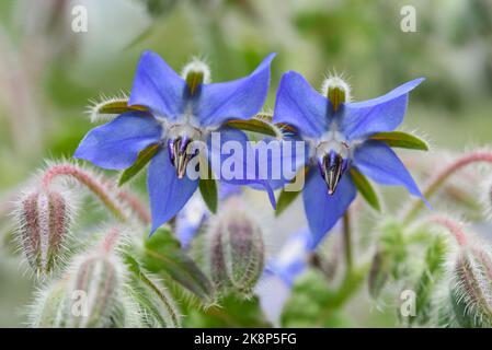 Close-up detail of star-shaped blue borage flowers, Borago officinalis, also known as starflower Stock Photo