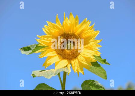 Close-up of a Sunflower 'Giant Single', Helianthus annuus, isolated against a cloudless blue sky Stock Photo