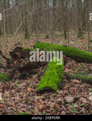 fallen tree trunks covered with green moss in cold autumn forest wih foliage on the ground Stock Photo