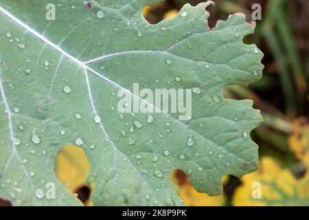 raindrops on the leaf from a fig tree a symbol of knowledge enlightenment passion and fertility Stock Photo