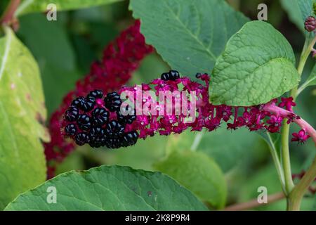 purple fruit berries of indian pokeweed phytolacca acinosa Stock Photo