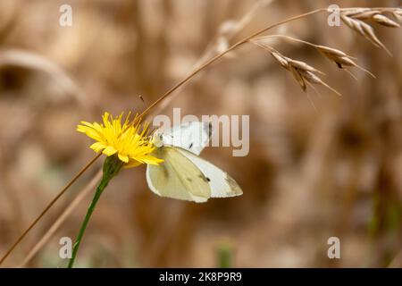 the small white butterfly also known as the cabbage white resting on a dandelion with a blurred background of barley Stock Photo