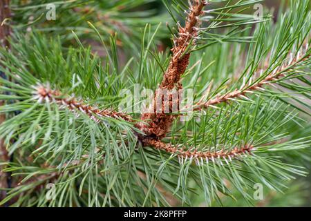 Diseases of coniferous trees - parasites of pine wood scleroderriosis, pine spinner, sclerophomosis and diplodiasis. aphids on the trunk and branches of pine, diseases and pests of trees and plants Stock Photo