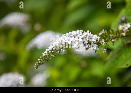 A shallow focus shot of a white Gooseneck loosestrife flower at the Powell Botanical Gardens in Kansas, USA Stock Photo