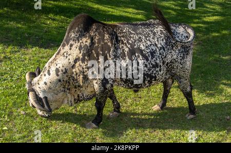 Zebu, Bos primigenius indicus, grazing on a meadow Stock Photo