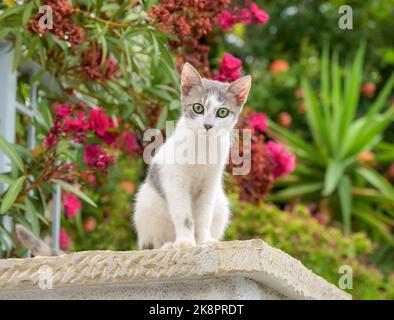 Cute little cat kitten, bicolor blue-white, posing curiously on a wall in a garden with Oleander flowers, Greece Stock Photo