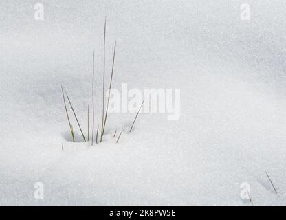 Winter dry plants blooming through the white fresh snow. Nature background textures Stock Photo
