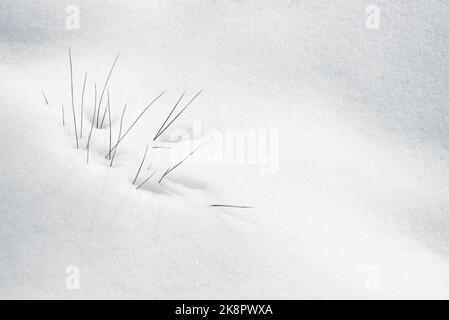 Winter dry plants blooming through the white fresh snow. Nature background textures Stock Photo