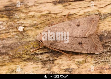 Detailed closeup on the Red-line Quaker owlet moth, Agrochola lota , sitting on wood Stock Photo
