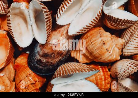 beautiful colored seashells close up. High quality photo Stock Photo