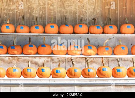 Pumpkins displayed for sale at a Shelter Island farm stand Stock Photo