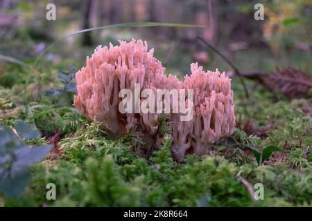 Ramaria farmosa, pink coral mushroom close-up. Salmon coral in the fotest ground with moss. Stock Photo