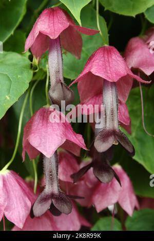 Flowers of Purple bell vine (Rhodochiton atrosanguineus). Stock Photo