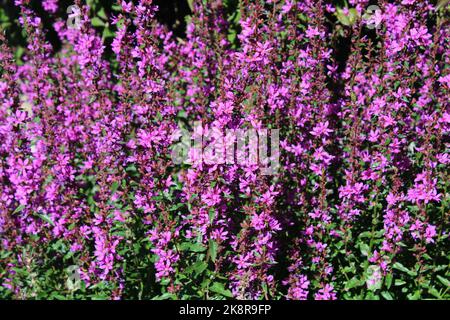 Purple loosestrife (Lythrum salicaria) in garden. Stock Photo