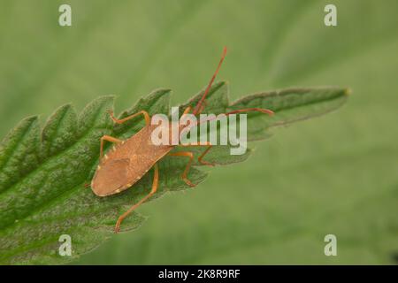 Detailed close up of a brown adult box bug , Gonocerus acuteangulatus , sunbathing on a green leaf. Stock Photo