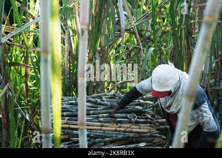 farmer harvesting sugar cane, assembling a pile of freshly cut cane ready to be transported to the sugar mill. brown man tired of working. farmer conc Stock Photo