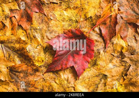 Red fall leaf in closeup on a background of yellow and orange autumn leaves Stock Photo