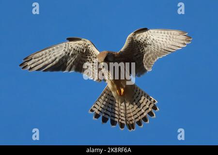 Female Kestrel hovering in search of prey Stock Photo