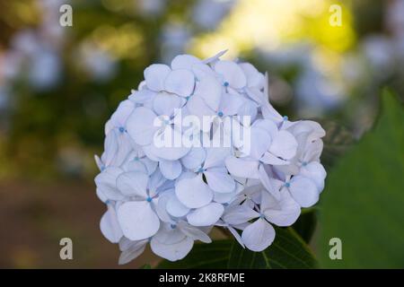 Hydrangea blue flower close-up in Batumi, botanic garden Stock Photo